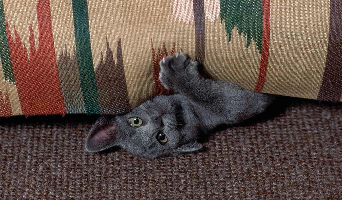 Get cats to stop scratching outlet carpet